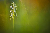 Lesser Butterfly Orchid (Platanthera bifolia) surrounded by Fragrant Orchids (Gymnadenia conopsea) Nordtirol, Austrian Alps. June.