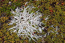Whiteworm Lichen (Thamnolia vermicularis) growing amongst Trailing / Mountain Azalea (Loiseleuria procumbens). 2500 metres, Nordtirol, Austrian Alps. June.