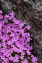 Tumbling Ted / Rock Soapwort (Saponaria ocymoides) growing at the edge of a pine forest. Nordtirol, Austrian Alps. June.