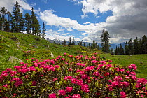 Alpenrose (Rhododendron ferrugineum) in mountain landscape, Nordtirol, Austrian Alps June