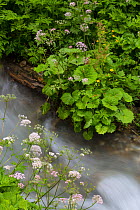Greater Burnet-saxifrage (Pimpinella major) growing along the bank of a mountain stream. Nordtirol, Austrian Alps. June.