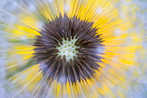 Dandelion (Taraxacum officinale) close up of seedhead or 'clock', Nordtirol, Austrian Alps. June.