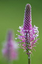 Hoary Plantain flower spike (Plantago media) Nordtirol, Austrian Alps. June.