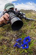 Photographer focusing on a Trumpet / Stemless Gentian (Gentiana acaulis) Nordtirol, Austrian Alps. June.