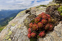 Mountain Houseleek (Sempervivum montanum) growing amongst rocks on scree slope. Nordtirol, Austrian Alps, June.