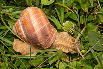 Roman / Edible Snail (Helix pomatia), Nordtirol, Austrian Alps. June.