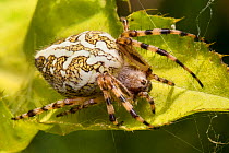 Orb-web spider (Aculepeira ceropegia) Nordtirol, Austrian Alps. June.