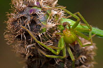 Green Huntsman Spider (Micrommata virescens) male, Nordtirol, Austrian Alps. June.