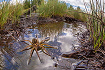 Raft Spider (Dolomedes fimbriatus) female resting on the surface of a moorland pool, photographed with a fisheye lens to show surrounding habitat. Nordtirol, Austrian Alps, June.