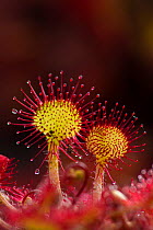 Round-leaved sundew (Drosera rotundifolia) showing sticky droplets on the end of glandular hairs that trap insects. Nordtirol, Austrian Alps. June.