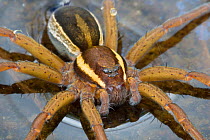 Raft Spider (Dolomedes fimbriatus) female resting on the surface of a moorland pool. Nordtirol, Austrian Alps, June.