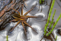 Raft Spider (Dolomedes fimbriatus) female resting on the surface of a moorland pool among stems of Horsetail (Equisetum sp.). Nordtirol, Austrian Alps, June.