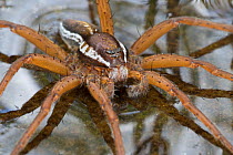 Raft Spider (Dolomedes fimbriatus) male resting on the surface of a moorland pool. Nordtirol, Austrian Alps, June.