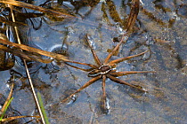 Raft Spider (Dolomedes fimbriatus) male resting on the surface of a moorland pool. Nordtirol, Austrian Alps, June.