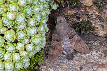 Hummingbird Hawkmoth (Macroglossum stellatarum) camouflaged on rock with wings closed whilst resting during cloudy weather. A clump of Cobweb Houseleek (Sempervivum arachnoideum) is growing next to it...