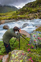 Photographer in mountain landscape with blooming Alpenrose (Rhododendron ferrugineum), Kaunertal Naturpark, Nordtirol, Austrian Alps. July.