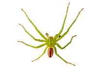 Green Huntsman Spider male (Micrommata virescens) photographed on a white background in mobile field studio. Nordtirol, Austrian Alps. June.