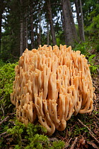 Coral Fungus (Ramaria abietina) growing in coniferous woodland. Nordtirol, Austrian Alps. August.