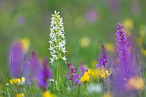 Lesser Butterfly Orchid (Platanthera bifolia) surrounded by Fragrant Orchids (Gymnadenia conopsea) in ancient alpine meadow. Nordtirol, Austrian Alps. June.
