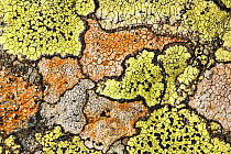 Map lichen (Rhizocarpon geographicum) growing on schist boulder. Nordtirol, Austrian Alps, 2250 metres above sea level. August.