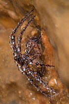European Cave Spider (Meta menardi) covered in water droplets in a limestone cave. Peak District National Park, Derbyshire, UK. January.
