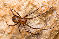 European Cave Spider (Meta menardi) in limestone cave. Peak District National Park, Derbyshire, UK. January.