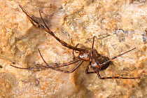 European Cave Spider (Meta menardi) in limestone cave. Peak District National Park, Derbyshire, UK. January.