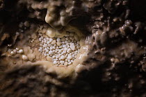 Cave Pearls, formed as dripping water rich in calcium salts deposits calcite around a small nucleus (often a sand grain). The constant movement of each cave pearl by the dripping water keeps them roun...