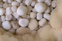 Cave Pearls, formed as dripping water rich in calcium salts deposits calcite around a small nucleus (often a sand grain). The constant movement of each cave pearl by the dripping water keeps them roun...