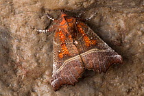 Herald Moth (Scoliopteryx libatrix) hibernating in a limestone cave. Peak District National Park, Derbyshire, UK. October.