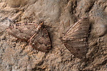 Tissue Moths (Triphosa dubitata) hibernating in a limestone cave. Peak District National Park, Derbyshire, UK. October.