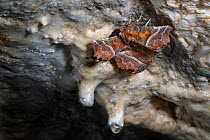 Herald Moths (Scoliopteryx libatrix) hibernating in a limestone cave. Peak District National Park, Derbyshire, UK. October.