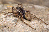 Wolf Spiders (Pardosa sp.) mating, with male on top of female reaching underneath her with his palps. Peak District National Park, Derbyshire, UK. May.