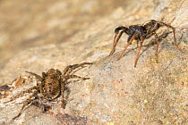 Wolf Spiders (Pardosa sp.), male RIGHT waving palps in courtship display. Peak District National Park, Derbyshire, UK. May.