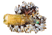 Pelagic Gooseneck Barnacle / Smooth Gooseneck Barnacle colony (Lepas anatifera) attached to plastic bottel washed up on a beach following heavy storms. This species is found attached to flotsam floati...
