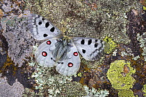 Apollo butterfly (Parnassius apollo) resting on lichen-encrusted rock, Nordtirol, Austrian Alps. June.