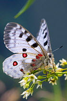 Apollo butterfly (Parnassius apollo) Nordtirol, Austrian Alps. June.