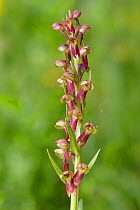 Frog Orchid (Coeloglossum viride) Nordtirol, Austrian Alps. July.