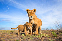 Lion (Panthera leo) mother with three cubs hiding under her feet, taken with remote camera. Serengeti National Park, Tanzania. December