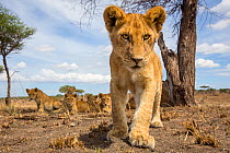 Lion (Panthera leo) young cub stood looking out intently while small group of young sit on the ground behind. Taken with a remote camera. Serengeti National Park, Tanzania. December