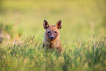 Brown hyena (Hyaena brunnea) sat in the grass, front view portrait. Makgadikgadi Pans, Botswana. January