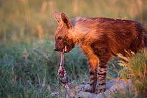 Brown hyena (Hyaena brunnea) chewing on leg bone Makgadikgadi Pans, Botswana. January