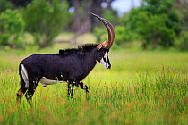 Sable antelope (Hippotragus niger) walking through the grass. Okavango Delta, Botswana. January