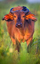 African forest buffalo (Syncerus caffer nanus) standing in the grass. Close up front angle portrait. Odzala National Park, Republic of Congo. May
