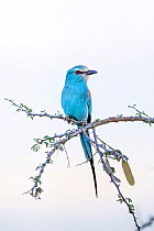 Abyssinian roller (Coracias abyssinicus) perched on branch. Kidepo Valley National Park, Uganda. November