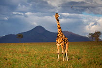 Rothschild's giraffe (Giraffa camelopardalis rothschildi) standing on the plains of Kidepo Valley National Park, Uganda. November