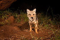 Side-striped jackal (Canis adustus)  in the beam of a light, taken with a remote camera. Kidepo Valley National Park, Uganda. November
