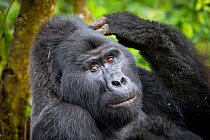 Mountain gorilla (Gorilla beringei beringei) adult scratching head. Bwindi Impenetrable National Park, Uganda. November