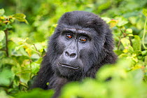 Mountain gorilla (Gorilla beringei beringei) close up head portrait of adult. Bwindi Impenetrable National Park, Uganda. November