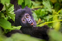 Mountain gorilla (Gorilla beringei beringei) baby peering through a clearing in the leaves. Bwindi Impenetrable National Park, Uganda. November